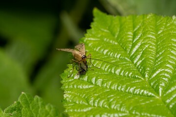 Macro shot of a scorpion fly eating another insect on a leaf in the blurry background.