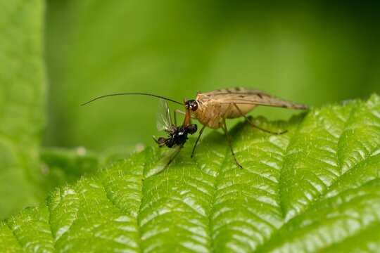 Macro shot of a scorpionfly eating another insect on a leaf in the blurry background. - Powered by Adobe