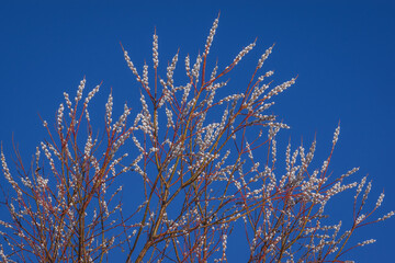 
Top of pussy willow branches with white flowers against clear bright blue sky on sunny spring day

