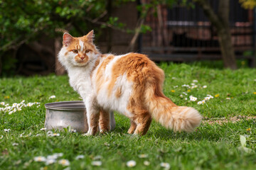 Naklejka na ściany i meble Walking at backyard grass red domestic cat