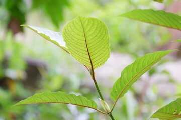 Kratom plant growing in a garden with green nature background 
