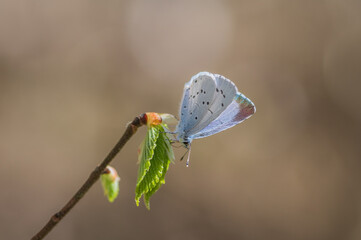 The holly blue (Celastrina argiolus) butterfly on green twig on early spring. 
