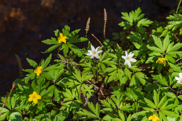 Closeup of flowers of wood anemone and yellow anemone growing together in the forest bu river bank