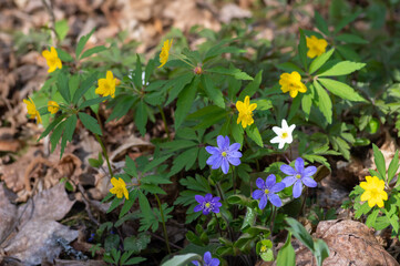 Closeup of flowers of anemone hepatica, wood anemone and yellow anemone growing together in the forest