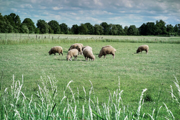 Sheep graze in a green meadow