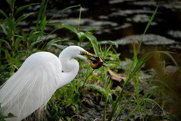 Large egret (eastern great egret) catching a fish (loach) in the river.
