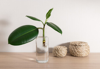 Ficus elastica seedlings with roots in bottle of water on wooden desk at home. Propagating indoor...