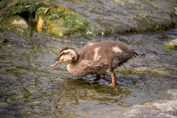 A little duckling (spot billed duck) searching for food in the river.