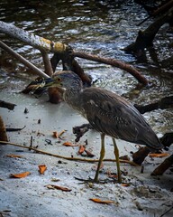 Vertical shot of grey heron (Ardea cinerea) on the lake shore