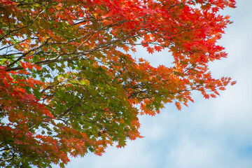 秋の那須平成の森。もみじの紅葉。