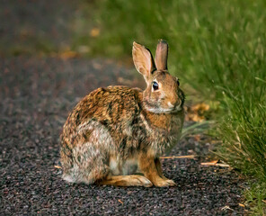 Naklejka na ściany i meble Eastern cottontail rabbit on a path
