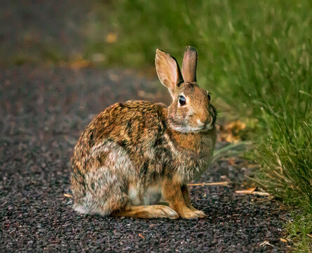 Eastern cottontail rabbit on a path