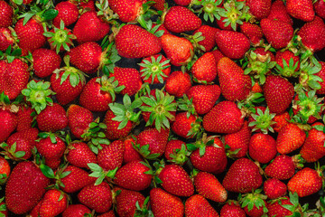 pile of ripe summer strawberries floating in water in kitchen sink. Hygiene in Food Preparation. top view