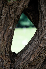 Rough wooden cortex of a pollard willow with a see through of green meadows