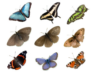 collection of butterflies on white background