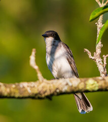 Eastern kingbird on a branch