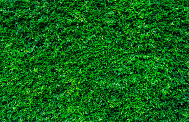 Small green leaves in hedge wall texture background. Closeup green hedge plant in garden. Eco...