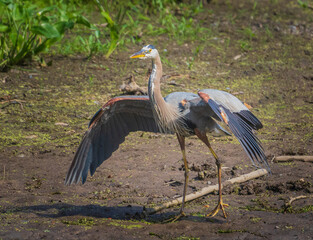 Great blue heron with wings lifted