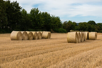 Hay rolls and a mowed agriculture grain field