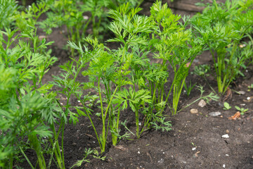 Rows of carrot plants on a garden bed. Carrots grow in the garden in summer