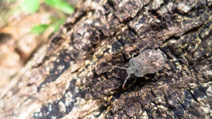 bug on tree trunk
