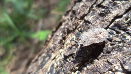 Bug that blends on tree trunk