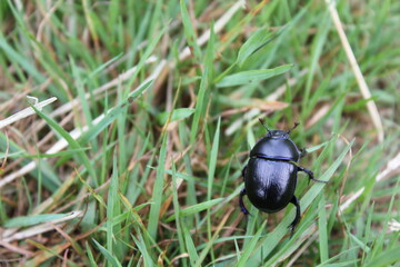 Beautiful purple blue dung beetle is crawling on grass Germany.