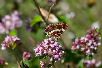 Map butterfly (Araschnia levana) with closed wings sitting on a pink flower in Zurich, Switzerland