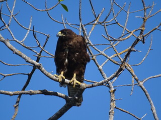 bald eagle on tree