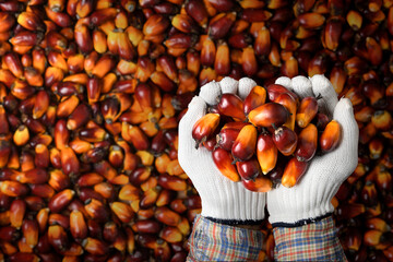 Top view of Palm oil nuts in hand with palm oil nuts background.