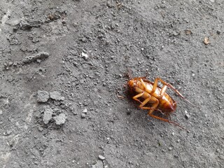 dead cockroach (Blattodea) on the street top view. animal carcass background concept, insect, research, disgust, habitat, food chain, anatomy, bite, lay eggs, virus