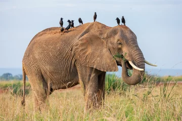 Fotobehang Cute elephant with birds on it in safari of Uganda, Africa © Timothy Bundy/Wirestock Creators
