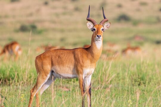 Shallow focus of an adorable bubal hartebeest in safari, Uganda