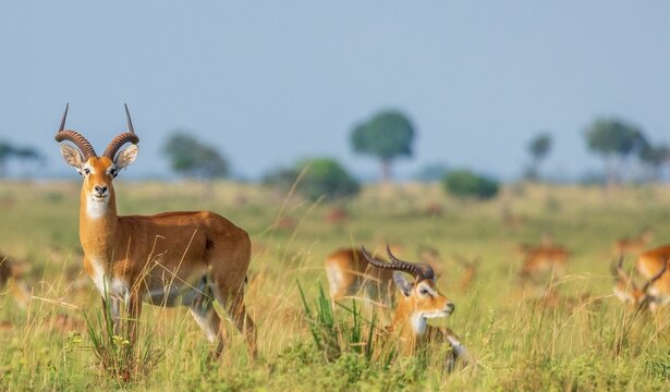 Beautiful view of adorable bubal hartebeests in safari, Uganda