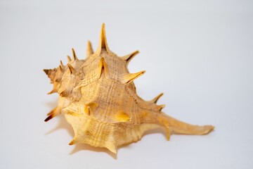 Sea snail spiny dye-murex, Murex brandaris, Bolinus brandaris with white background