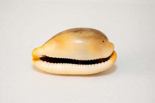 Cowrie or cowry, sea snail with white background