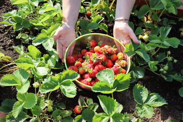 Picking fruits on strawberry field, Harvesting on strawberry farm, strawberry crop. Woman holding bowl with strawberry. Agriculture and ecological fruit farming concept