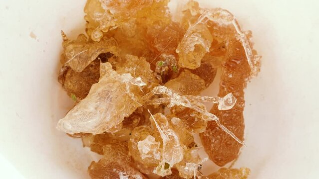 Real authentic Acacia gum (gum Arabic), that exudes from the Acacia tree is freshly collected, in the desert of Morocco. Used as natural alternative medicine and in the food industry. 4k.