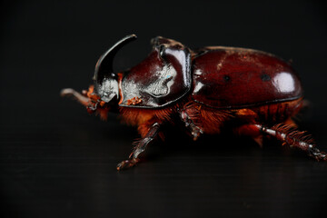 rhinoceros beetle in the studio