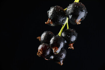 currant on a twig in the studio on a black background