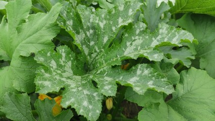 Zucchini leaf close-up