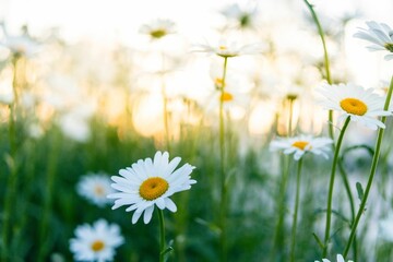 Beautiful white daisies growing in a summer grass field on a sunny day © Lingli/Wirestock Creators