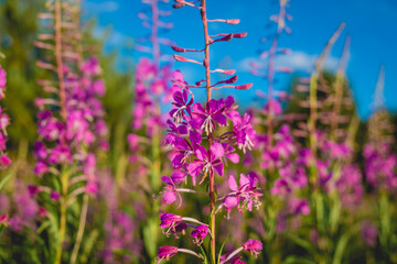 Fireweed or rosebay willowherb. Beautiful violet pink blossoming fireweed flowers during sunny summer day. Summer background.