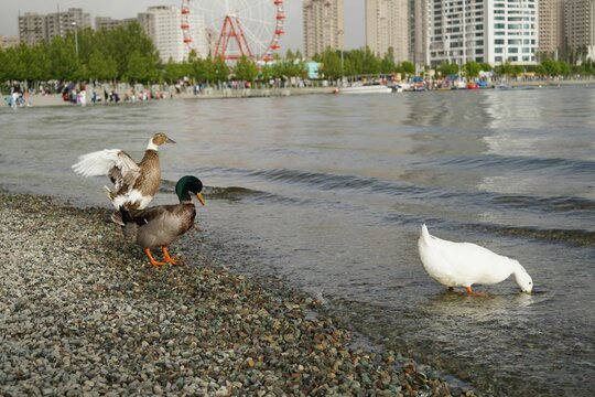 Beautiful shot of a different Pekin duck and a Duclair duck on pebbles drinking by the water beach