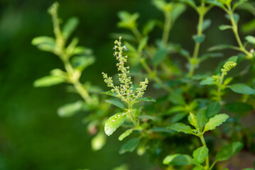Close-up of Basil flower of basil plant, Ocimum basilicum selective focus image.