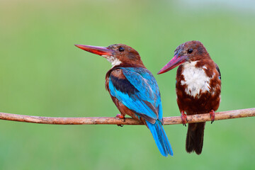 pair of juvenile birds with growing plumage on its face and body perching together on wooden branch expose over fine blur green background, white-throated kingfisher