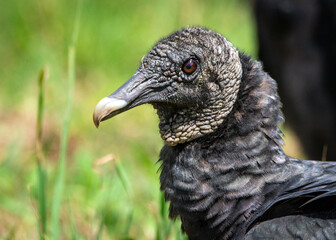 Black Vulture up close along the Shadow Creek Ranch Nature Trail in Pearland, Texas!
