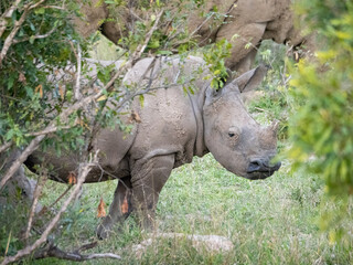 WHite Rhino in Profile