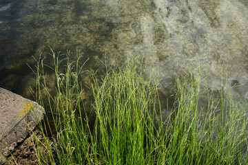 Close up of green weed or green algae growing on river bed in Somerset, UK