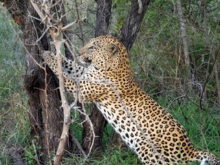 Leopard Scratching at Tree